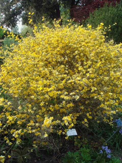 Kerria japonica 'Picta'=Variegata P9